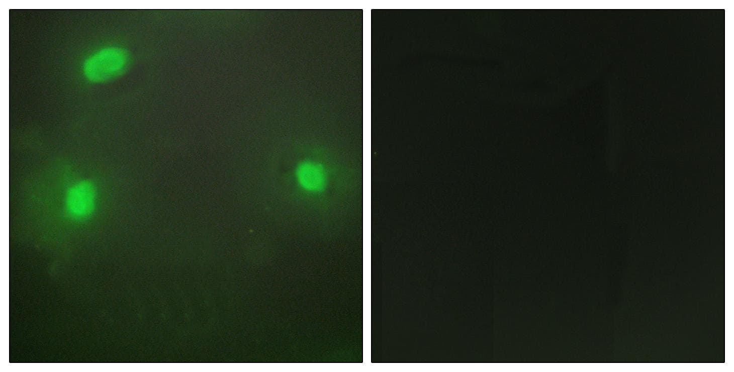 FEN1 Antibody