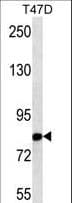 p84 / THOC1 Antibody (aa257-285)