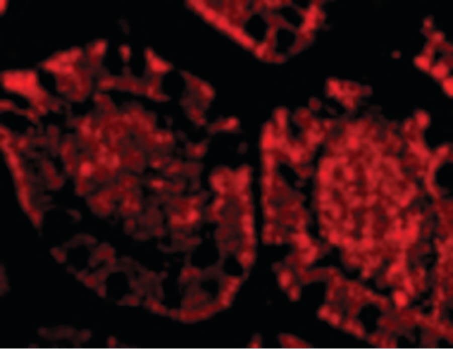 IHC-plus™ Polyclonal Rabbit anti-Human ZBP1 Antibody (IHC, IF, WB)