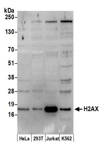 H2AFX / H2AX Antibody (C-Terminus)