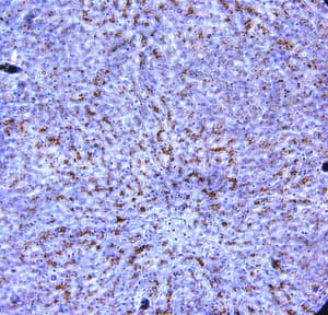 ADIPOR1/Adiponectin Receptor 1 Antibody (aa345-369)