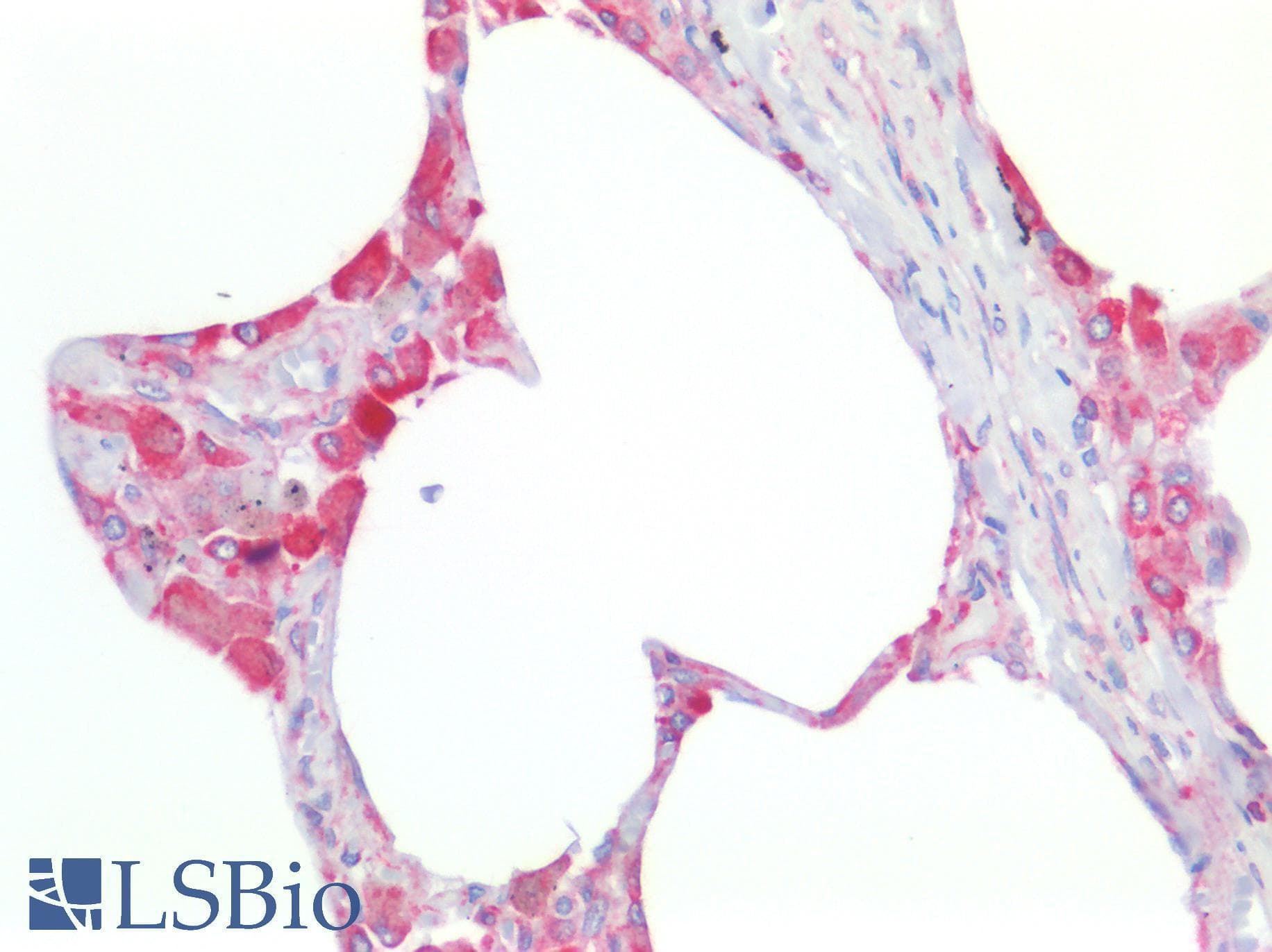 IHC-plus™ TMEM173 / STING Antibody
