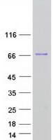 Human HNRNPR / hnRNP R Protein (Recombinant Myc-DDK (Flag))