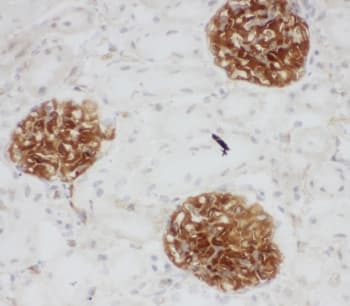 CD34 Antibody (aa366-382)