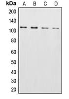 CSE1L Antibody (N-Terminus)