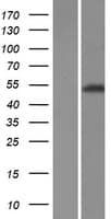 TRIM72 / MG53 Protein (Over-Expression Lysate Myc-DDK (Flag))