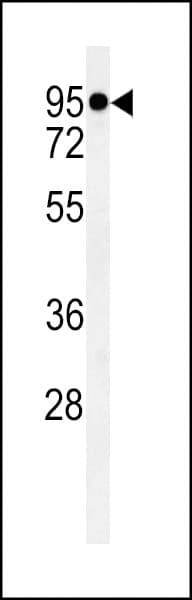 TMEM57 / Macoilin 1 Antibody (aa233-262)