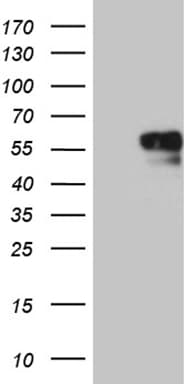 NAGA Antibody (clone OTI6F3)