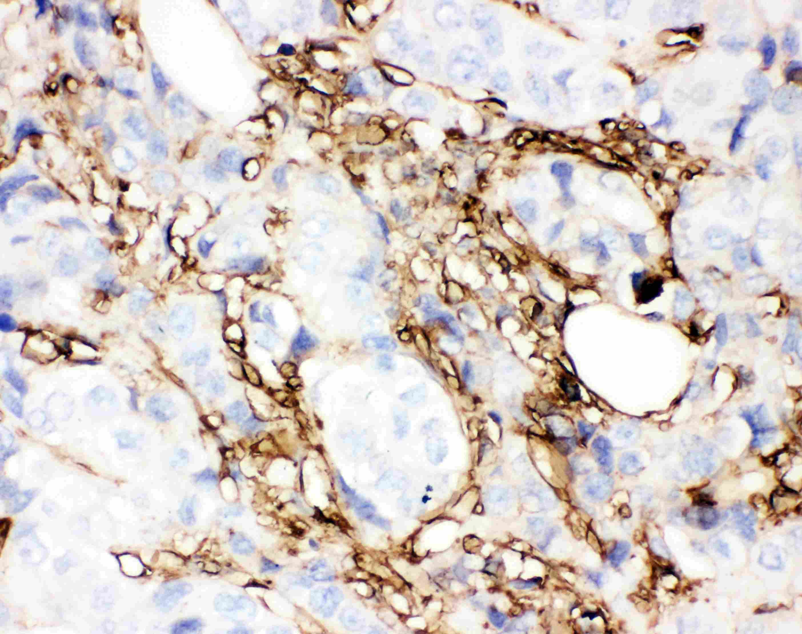 ANXA5 / Annexin V Antibody (aa2-320)