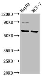FPGS Antibody