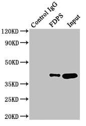 Polyclonal Rabbit anti-Human FDPS Antibody (IHC, WB)