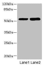 CHRNE Antibody