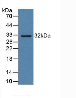 CD274 / B7-H1 / PD-L1 Antibody (aa24-234)