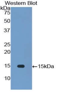 IL34 Antibody (aa21-234, Biotin)
