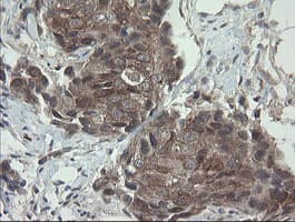 VBP1 Antibody (clone OTI2E6)