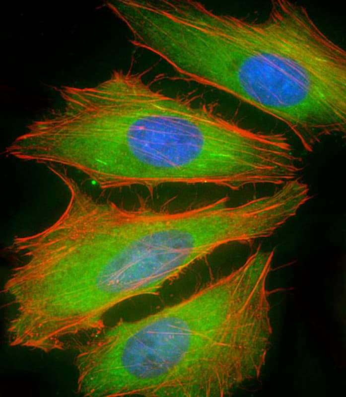 BCL2L10 / Diva Antibody (Internal)