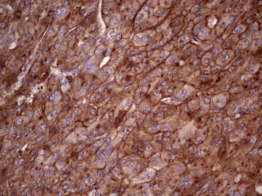 Monoclonal Mouse anti-Human APOE / Apolipoprotein E Antibody (clone OTI3D3, Carrier-free, IHC, WB)
