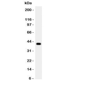 CTSG / Cathepsin G Antibody (aa76-255)