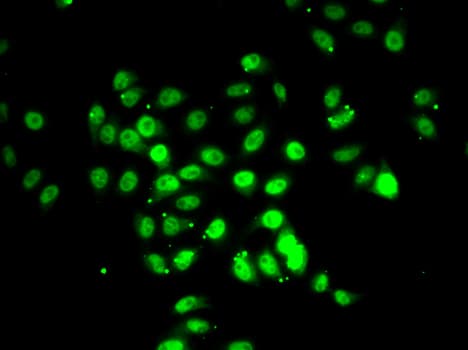 RFX5 Antibody