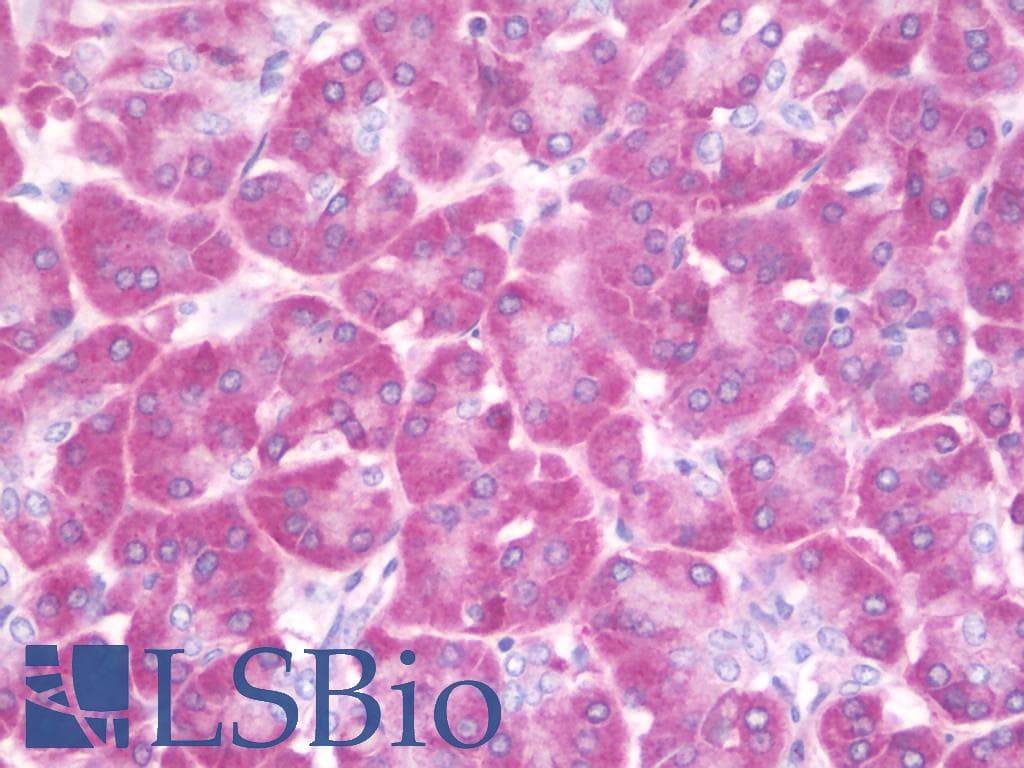 IHC-plus™ RPS27L Antibody (aa1-50)