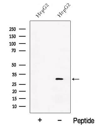 PGAM1 Antibody