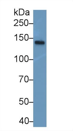 NEFM / NF-M Antibody (aa105-287)