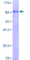 Human EBF / EBF1 Protein (Recombinant GST)