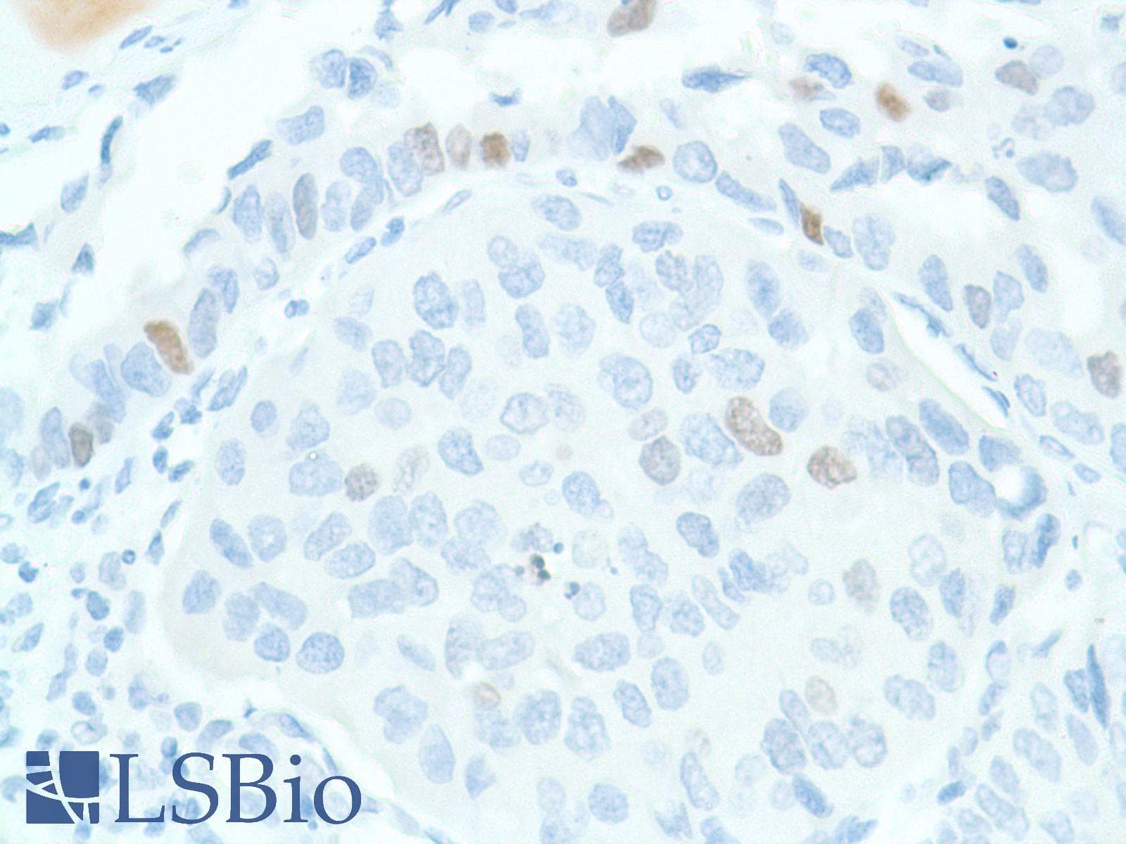 SOX2 Antibody (N-Terminus, clone SP76)