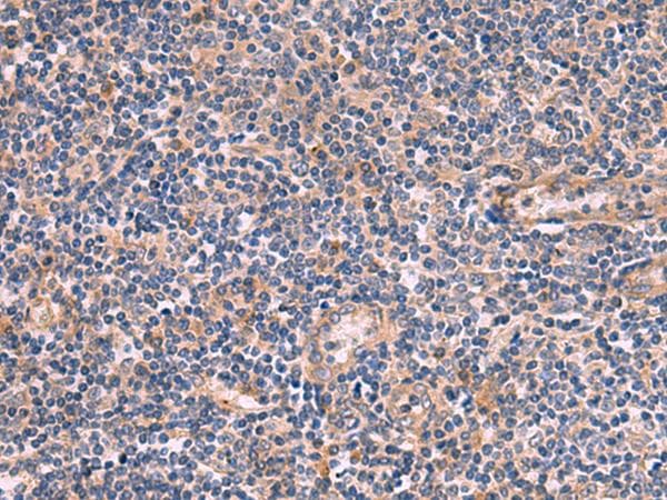 ARIH2 Antibody