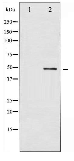Polyclonal Rabbit anti-Human ATF2 Antibody (phospho-Thr71/53, IHC, WB)