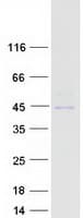 Human LRP2BP / LRP2 Binding Protein (Recombinant Myc-DDK (Flag))