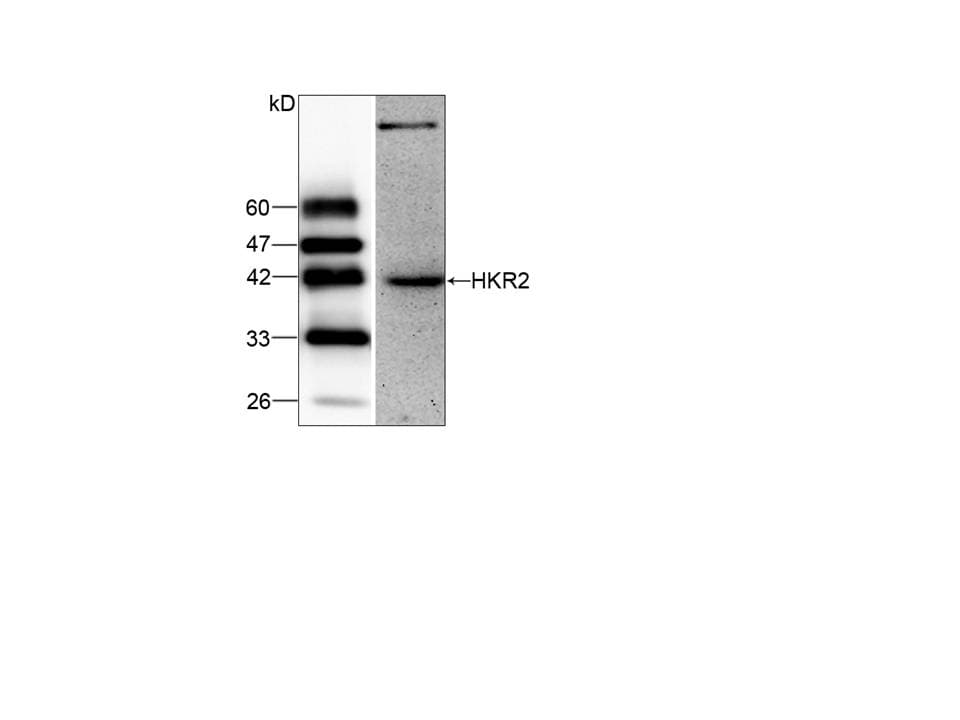 ZSCAN22 Antibody
