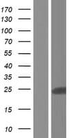 Human RERG Protein (Over-Expression Lysate Myc-DDK (Flag))