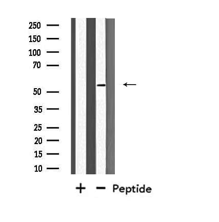 FOXD4 Antibody