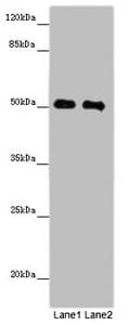 Polyclonal Rabbit anti-Human MCRS1 / MSP58 Antibody (IHC, WB)