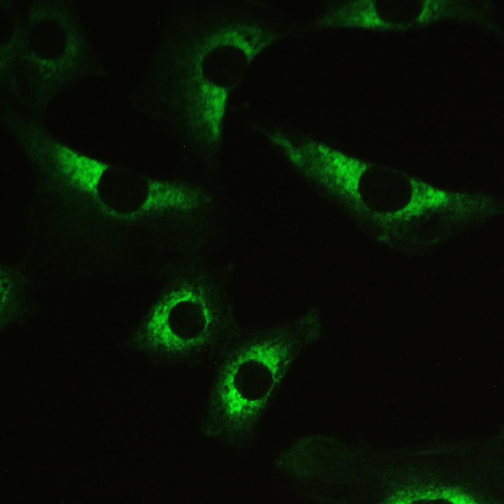 PPP1R12A / MYPT1 Antibody (aa1-40)