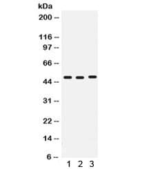 Polyclonal Rabbit anti-Human CD46 Antibody (IHC, WB)