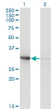 CDK2 Antibody (clone 3A2-3G6)