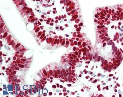 IHC-plus™ SFPQ Antibody (aa657-707)