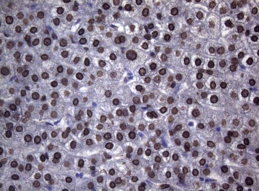 BCL6 Antibody (aa1-300, clone OTI1C3, Carrier-free)