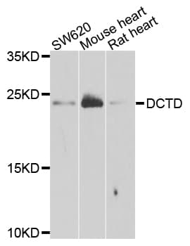 DDX1 Antibody