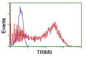 Monoclonal Mouse anti-Human SPRING / TRIM9 Antibody (clone OTI2A1, WB)