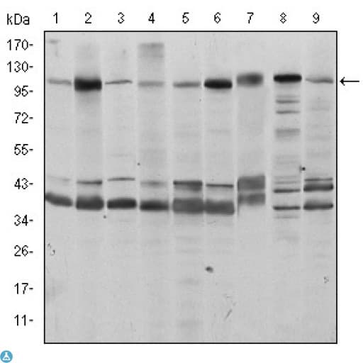 FUK Antibody