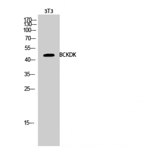 Polyclonal Rabbit anti-Human BCKDK Antibody (30-110 aa, N-terminal, IHC, IF, WB)