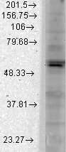 KCNJ2 / Kir2.1 Antibody (aa390-411, clone S112B-14)