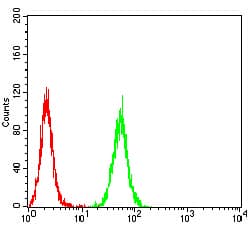 NR1I2 / PXR Antibody (clone 6H11D8)
