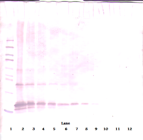 PathPlus™ Adiponectin Antibody