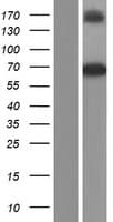 GBP3 Protein (Over-Expression Lysate Myc-DDK (Flag))