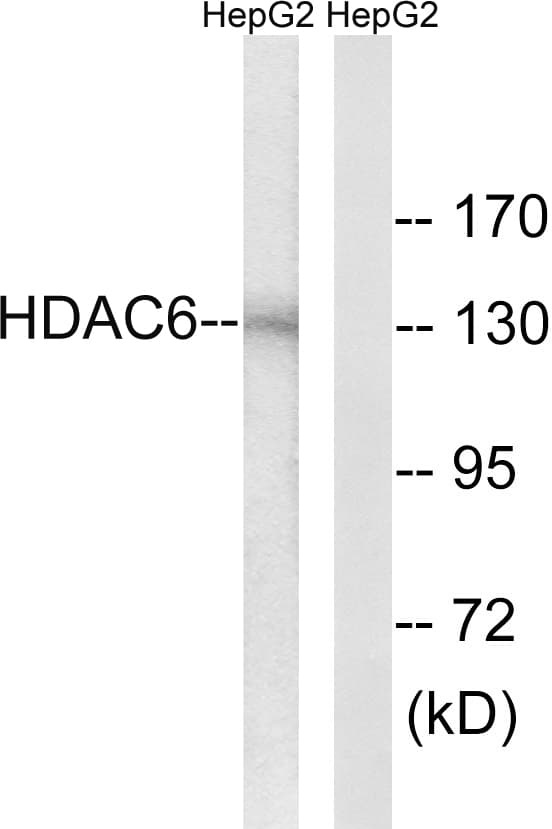 IHC-plus™ HDAC6 Antibody (aa7-56)