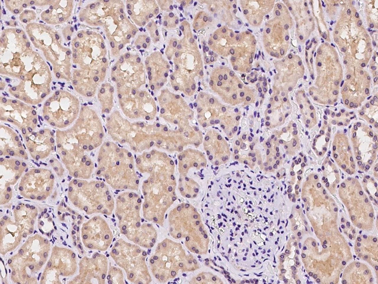 DZIP1 Antibody